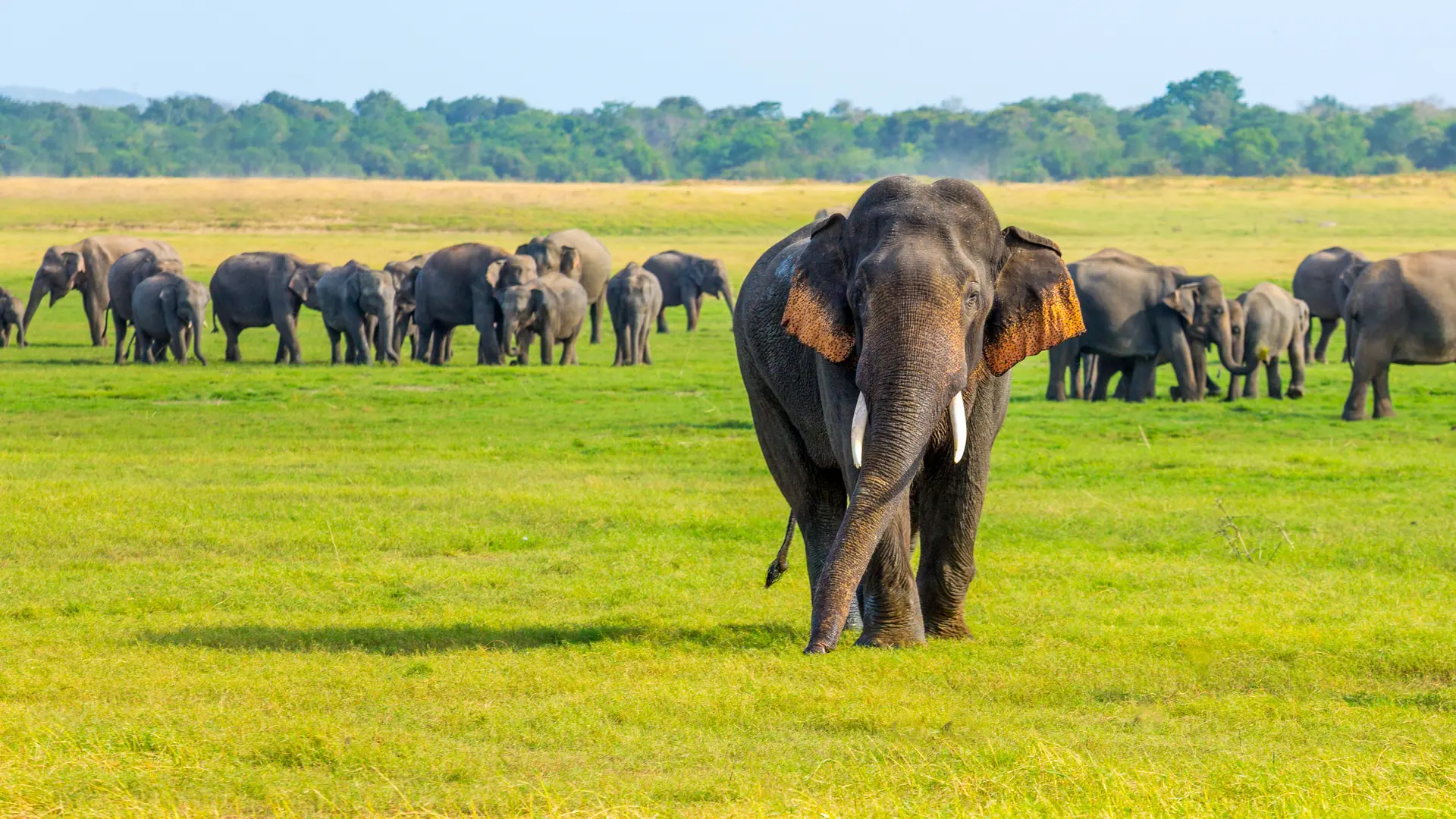 Sri Lanka landscape — private tours by Elephant Travels
