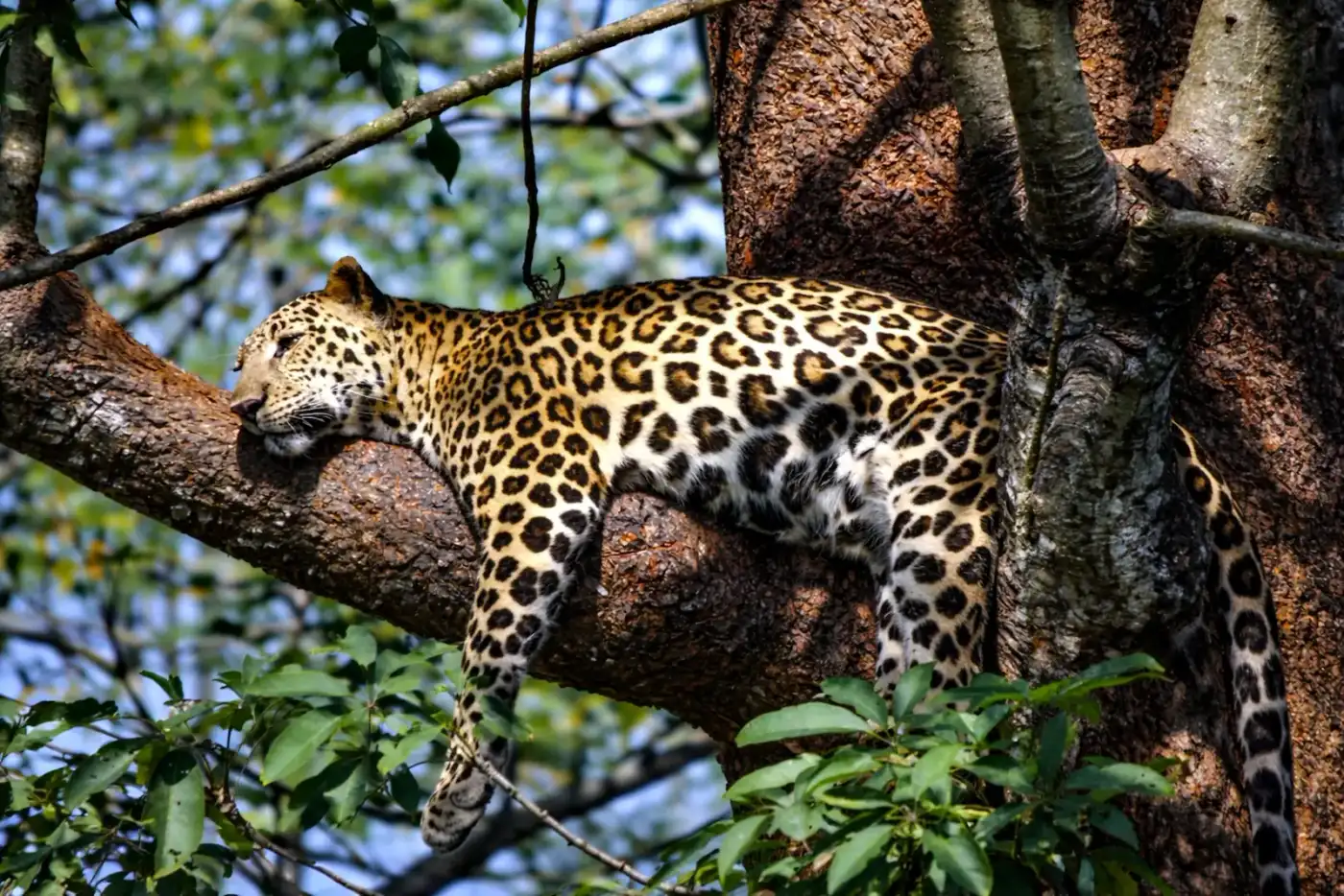 Leopard-focused Sri Lanka wildlife tour in Yala or Wilpattu