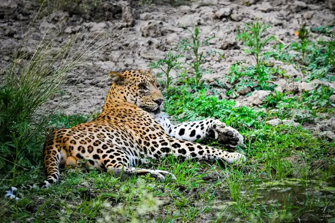 Sri Lanka leopard safari with respectful wildlife observation