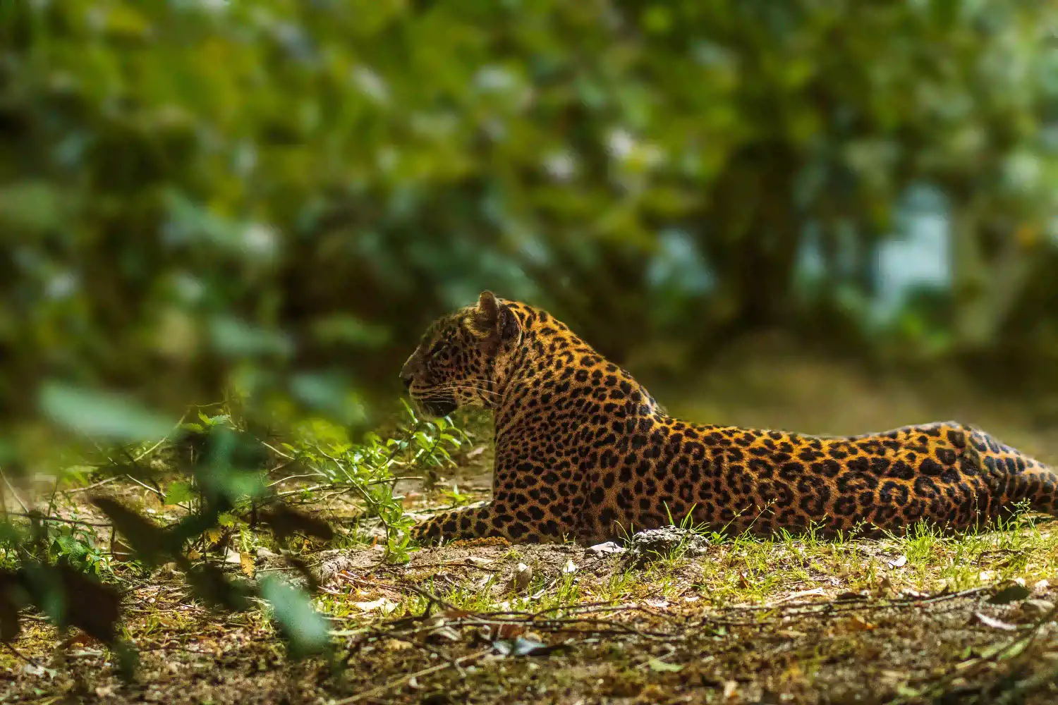 Sri Lanka safari experience for families with children