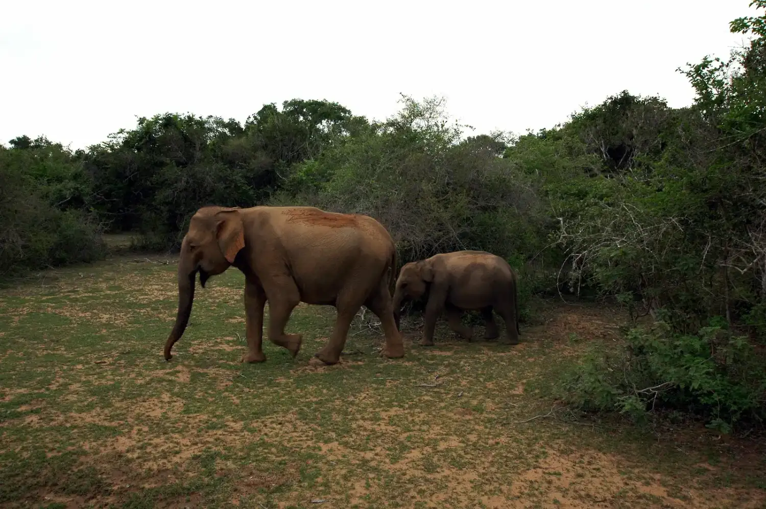 Sri Lanka wildlife safari in a national park