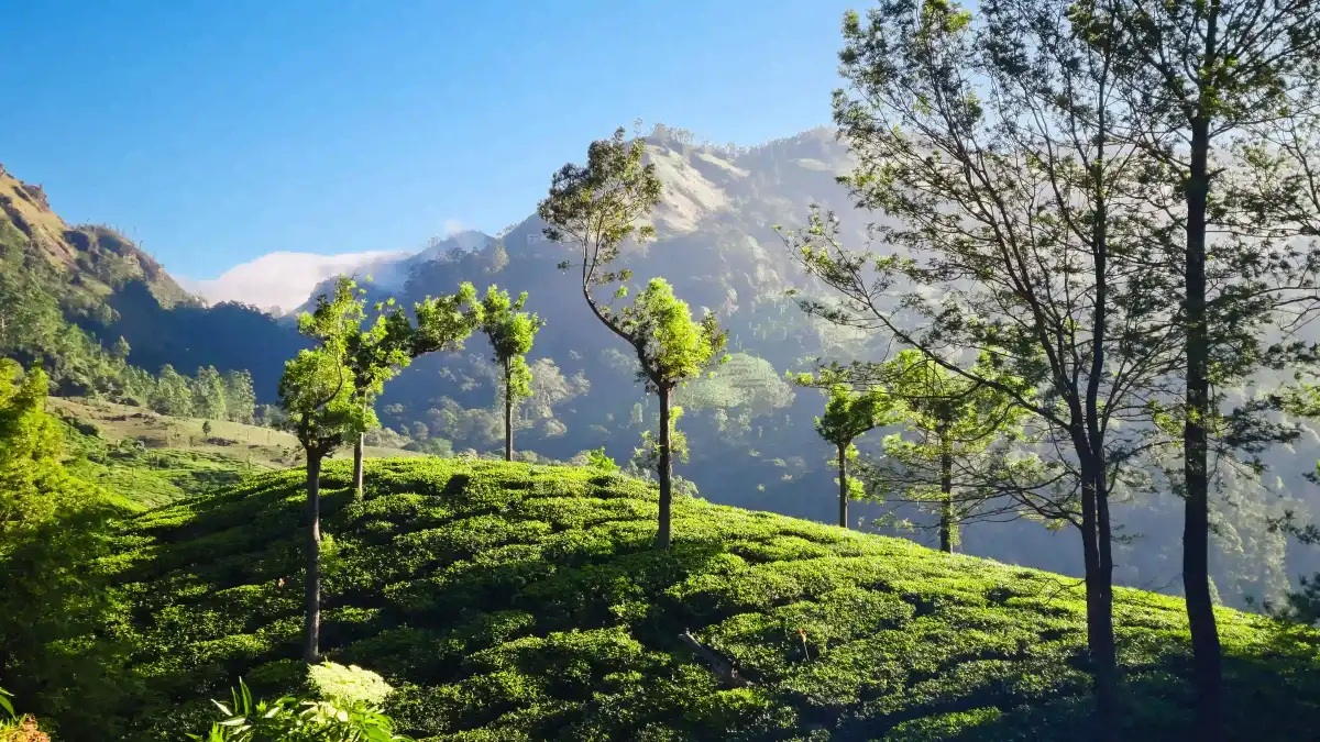 Scenic Sri Lanka family travel route through the hill country