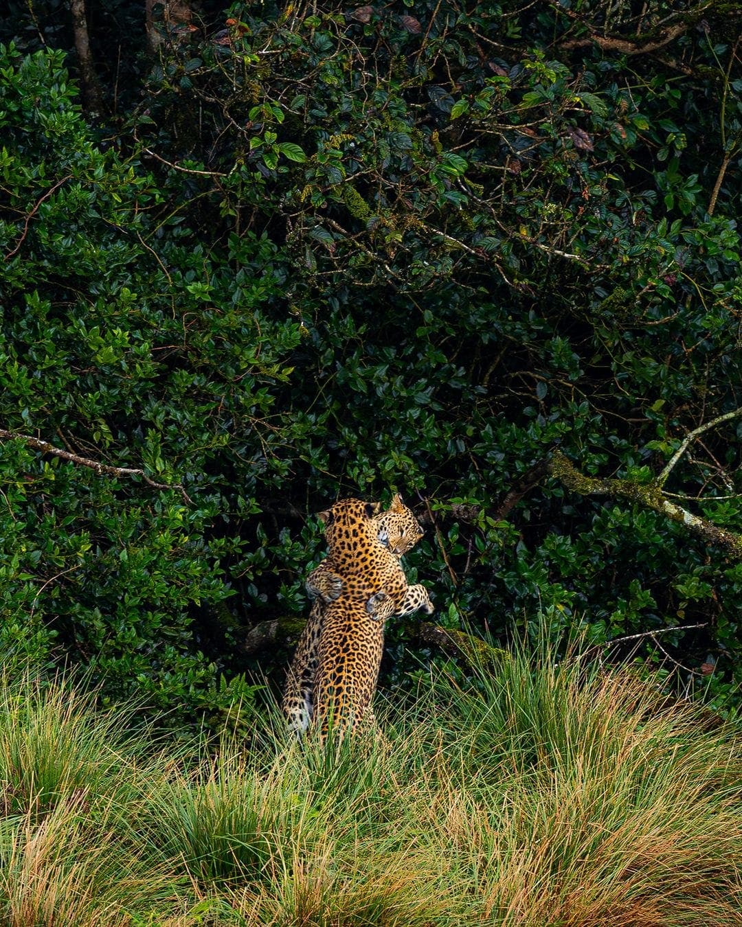Wildlife, Galle or Seasonal Beach Transfer (by chosen route) — Sri Lanka honeymoon
