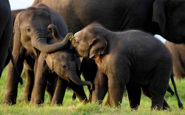 Family safari in a Sri Lanka national park with wild elephants