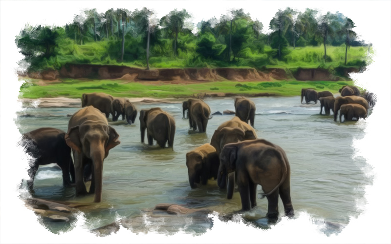 14-Day Sri Lanka Family Adventure in Sri Lanka — why this private tour works
