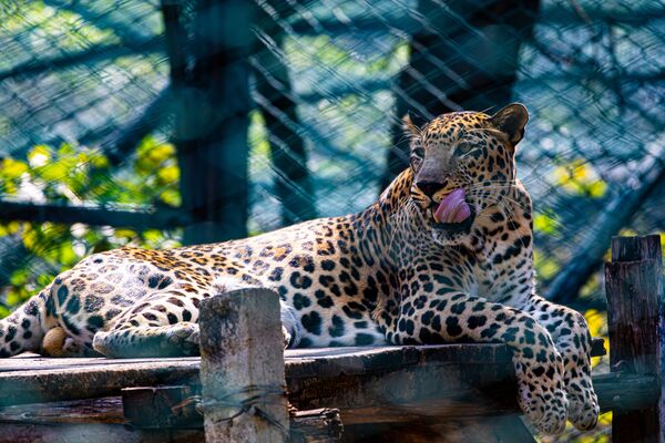 Sri Lanka Wildlife Tours — Sri Lanka itinerary by Elephant Travels