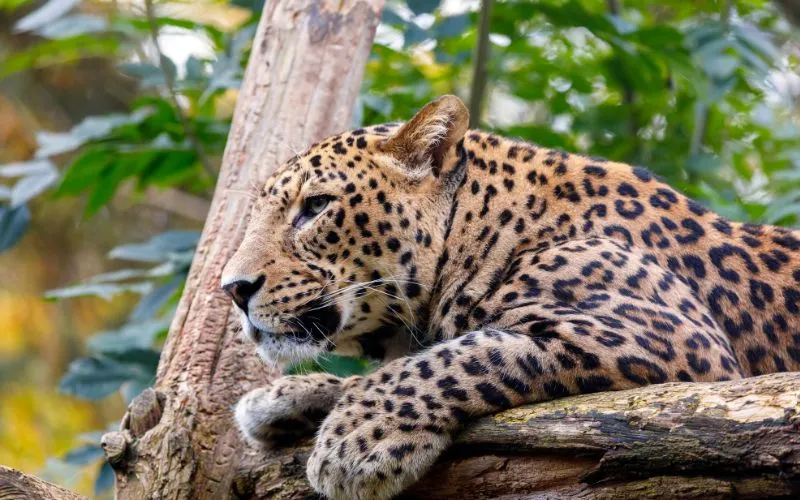 Sri Lanka leopard safari with respectful wildlife observation