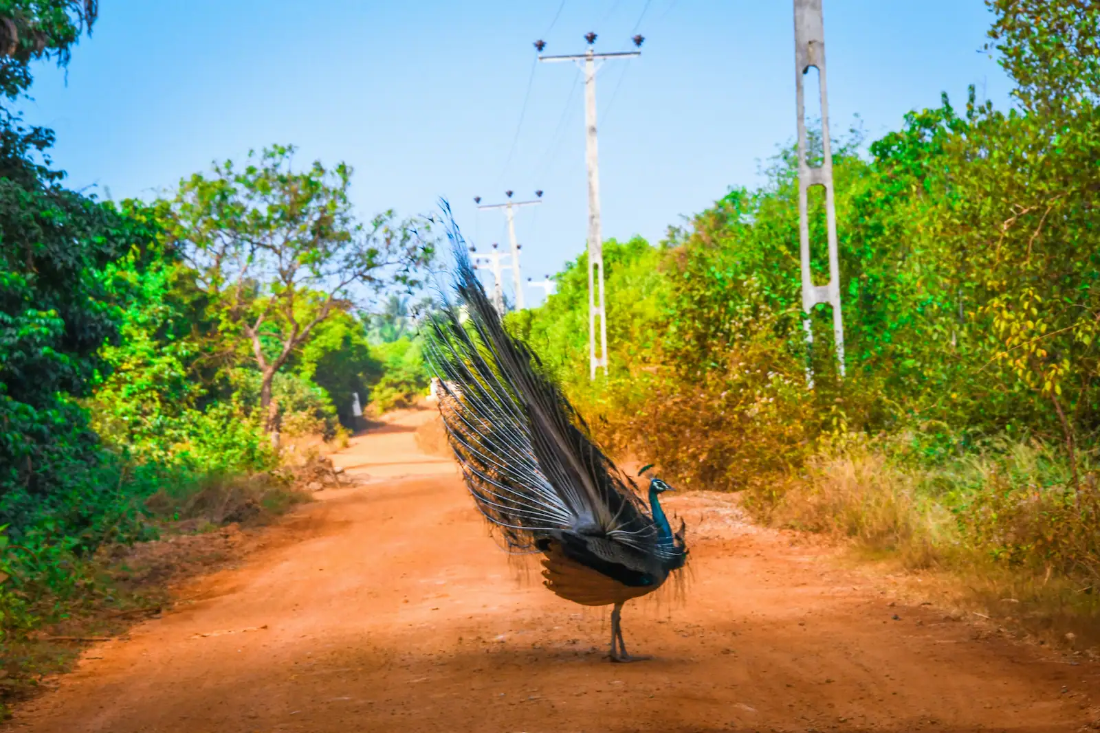 Second Safari or Nature Day — Sri Lanka wildlife tour