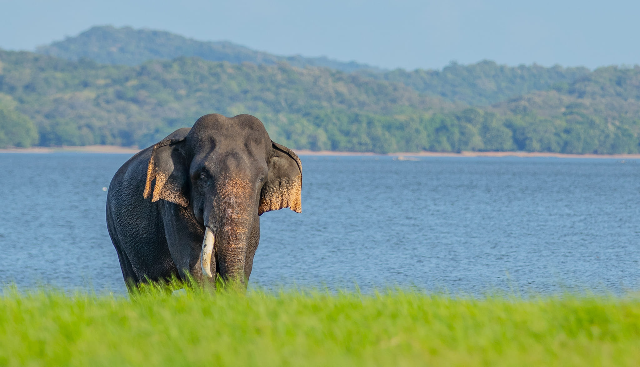 Ethical wildlife travel in Sri Lanka with respectful safari viewing of a wild elephant