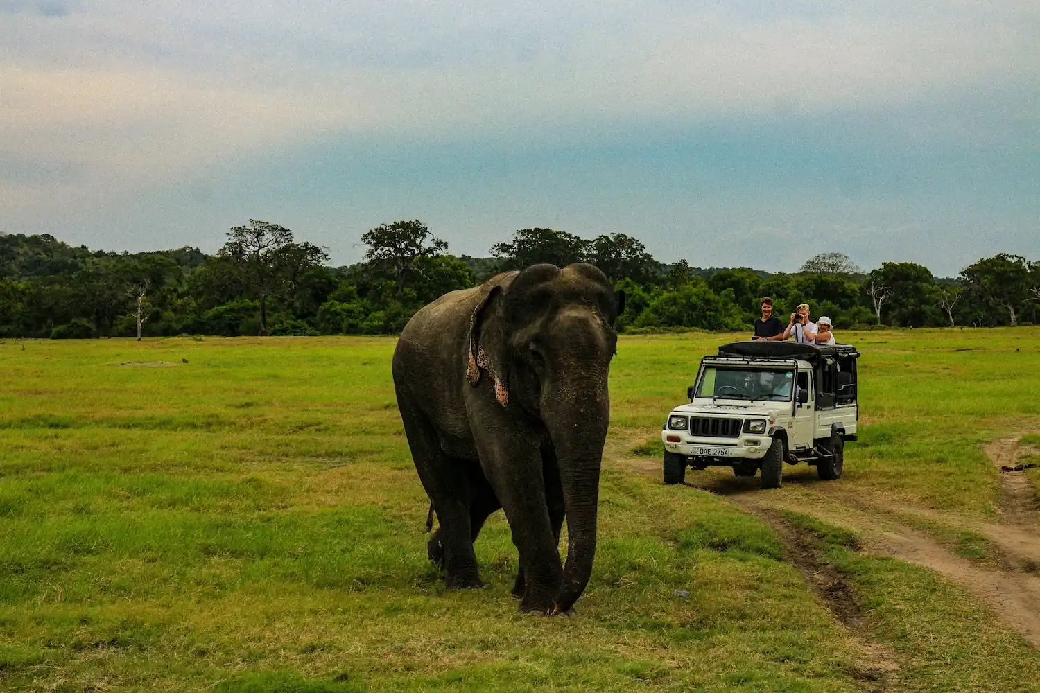 Travel to Yala or Udawalawe Safari Region — Sri Lanka wildlife tour