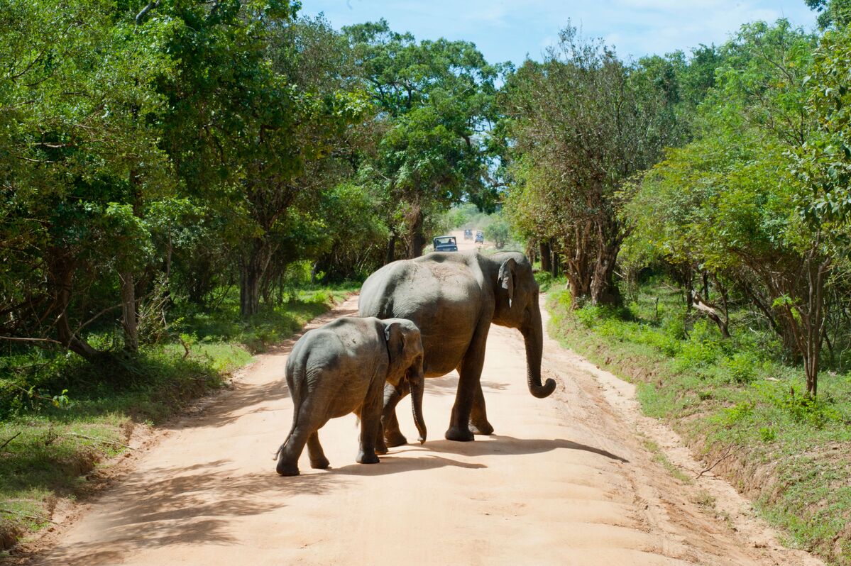 Wild elephants on a Sri Lanka safari in the Minneriya region