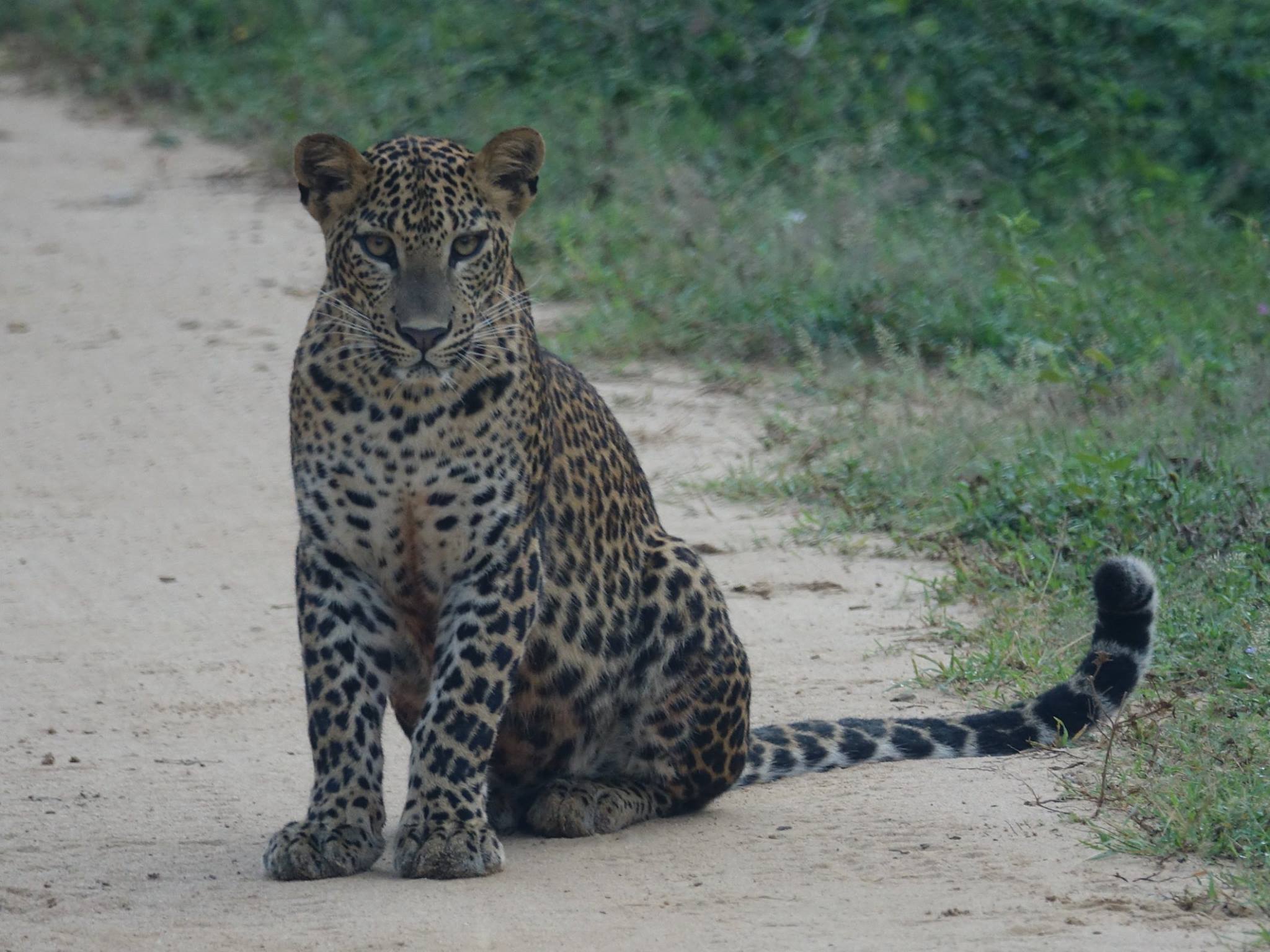 Leopard-focused Sri Lanka wildlife tour in Yala or Wilpattu